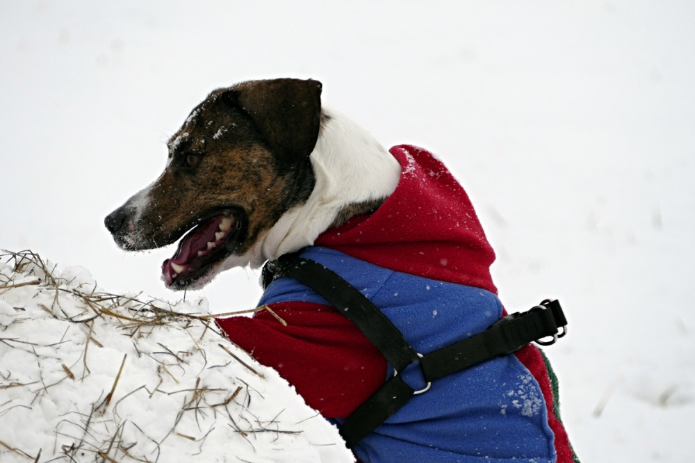 kutya havas sziklára támaszkodik, kék-piros kabátban