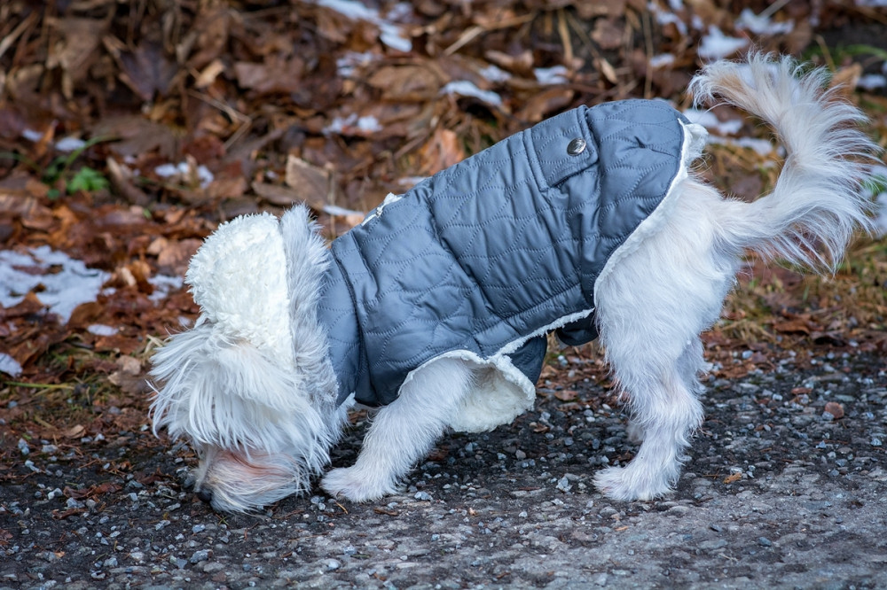 fehér bichon szürke kabátban szimatol