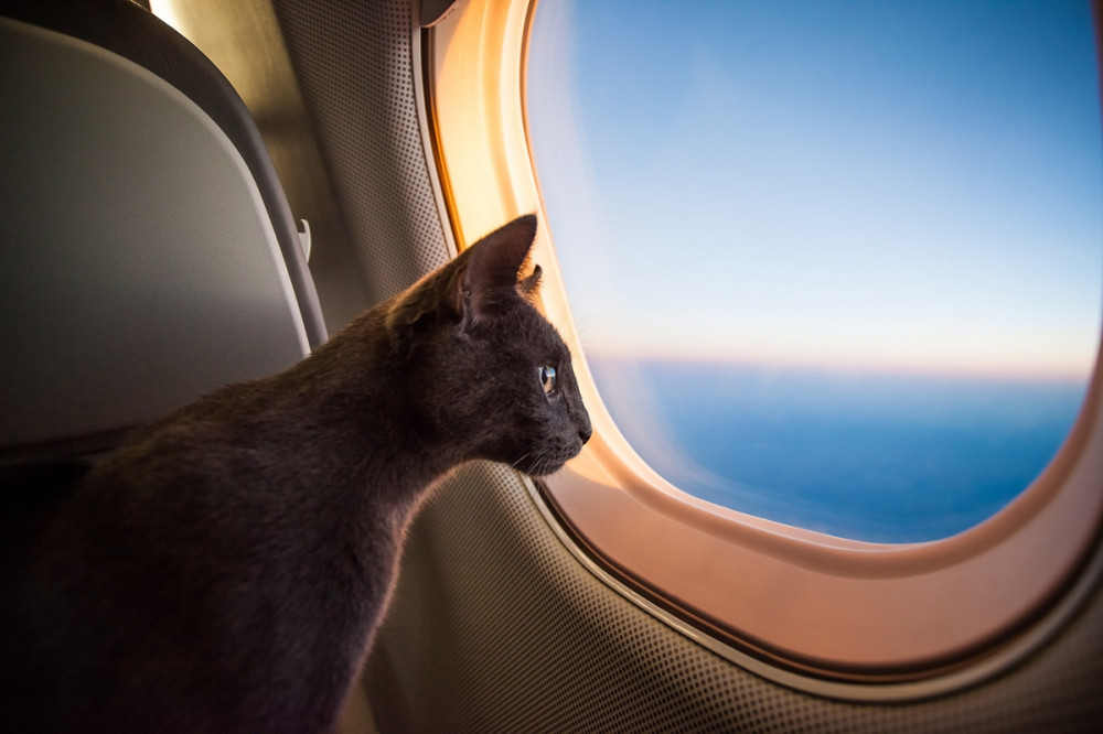 cica a repülőgép ablakánál nézelődik