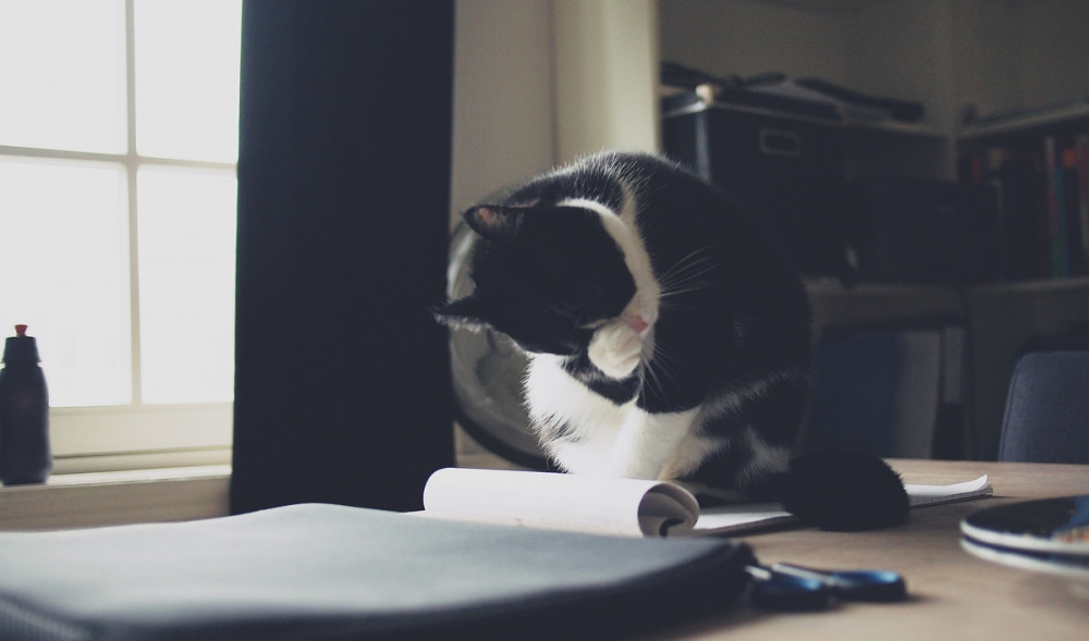 cica az asztalon ülve papírral játszik