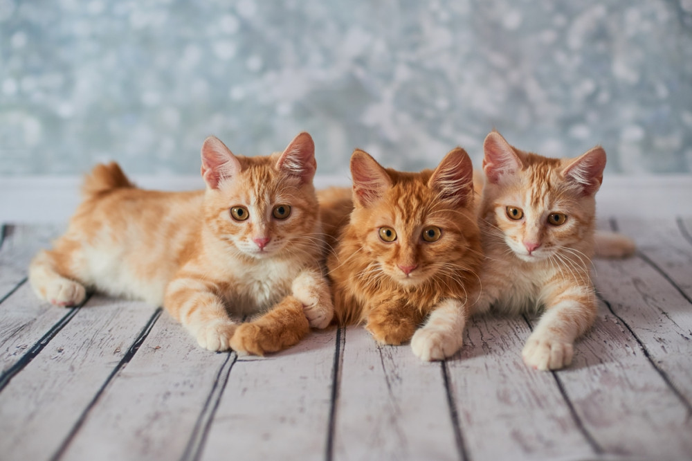 három vörös cica fekszik a fa padlón