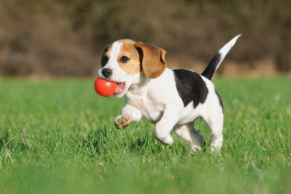 kölyök beagle piros labdával a szájában fut a réten