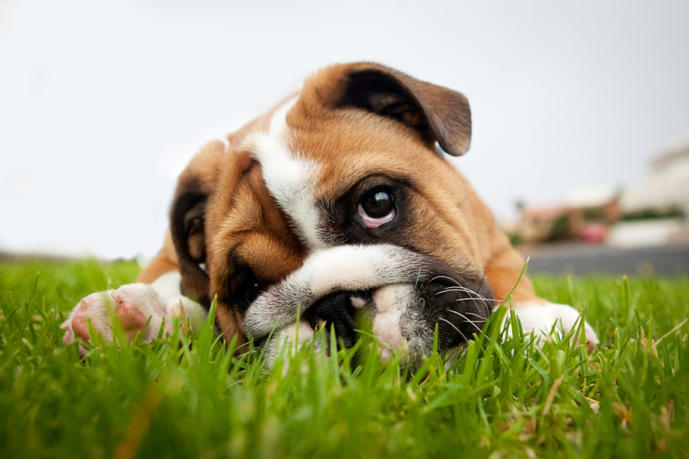 bulldog kölyök félrehajtott fejjel fekszik a fűben és néz