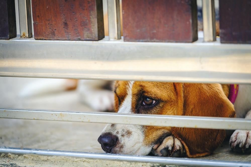 beagle rácson néz keresztül és vár