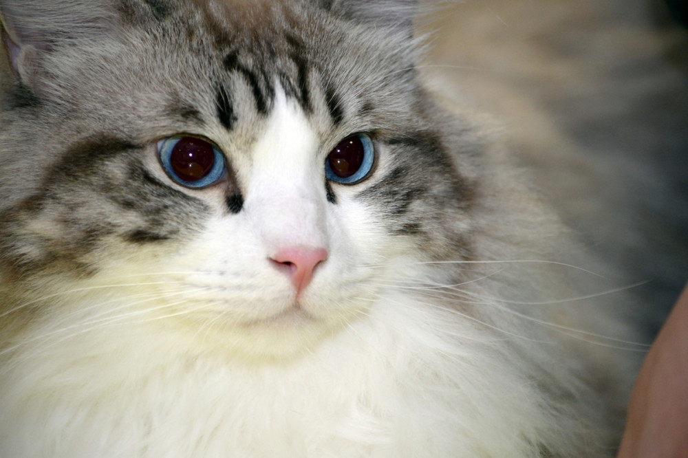 kék szemű macska portréja