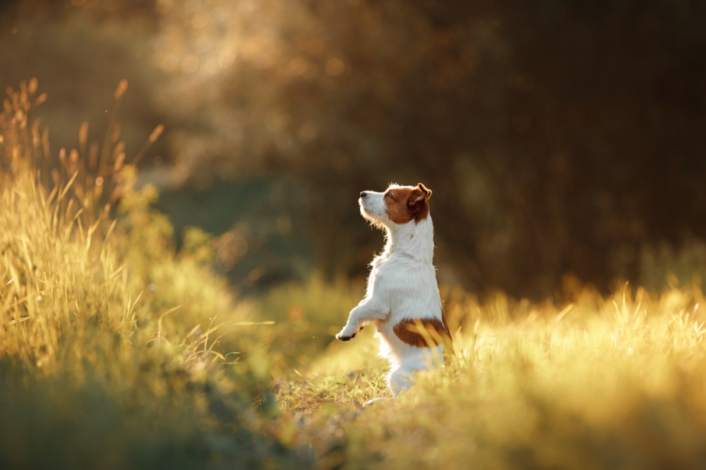 terrier tavaszi réten két lábon állva pitizik