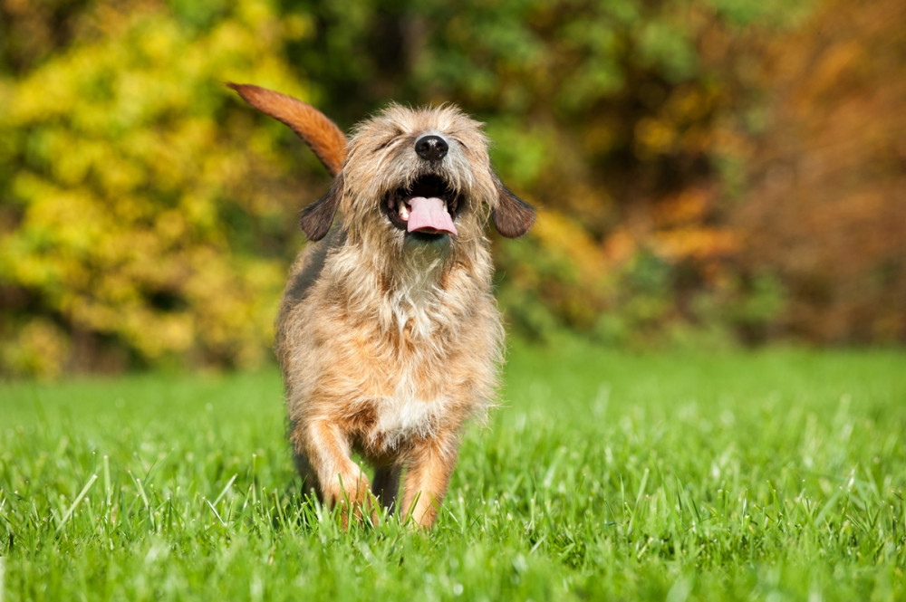 terrier jellegű kutya vidáman szalad a zöld fűben