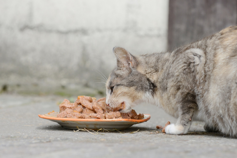 szürke cica húst eszik a tálkából
