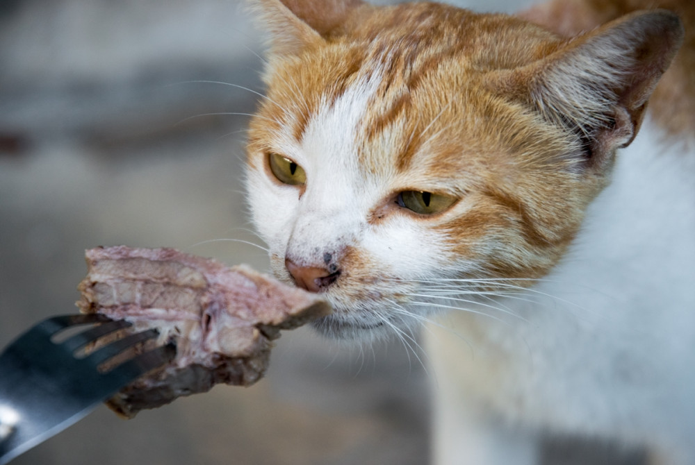 villán kínált húst kóstolgat a cica