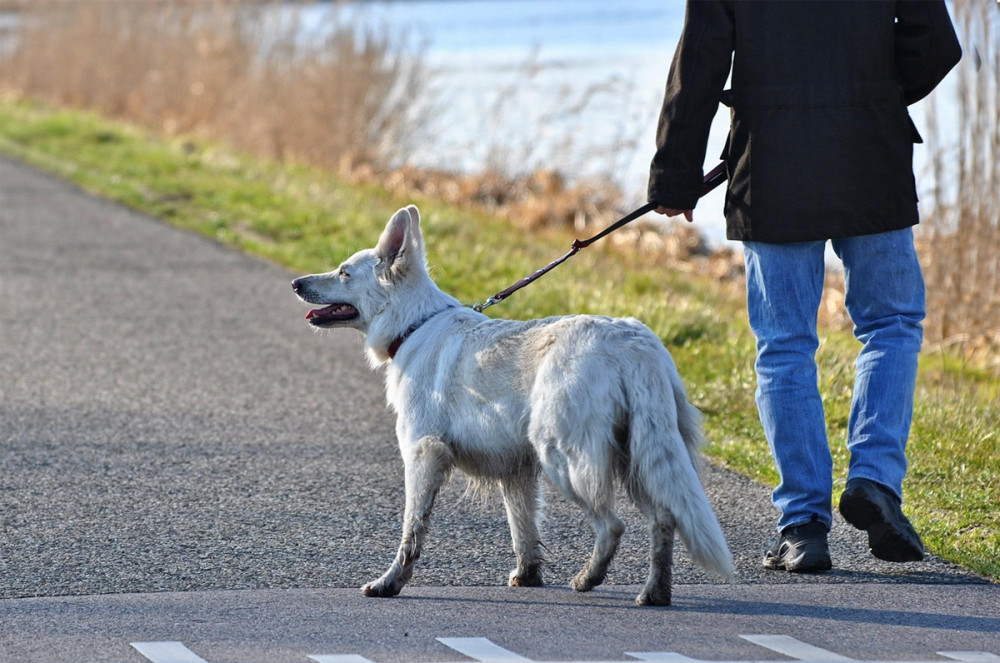 Férfi fehér kutyát sétáltat a folyóparton