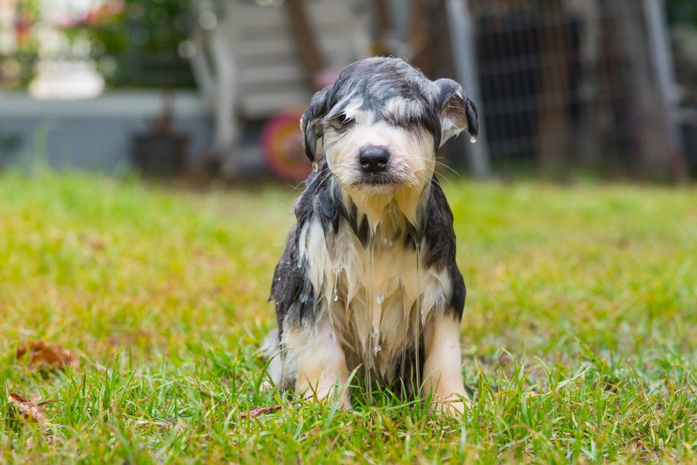 vizes schnauzer jelleg űkutya ül a zöld füvön