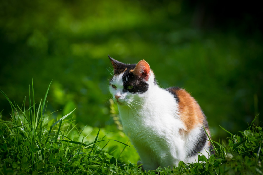 trikolór cica a zöld fűben