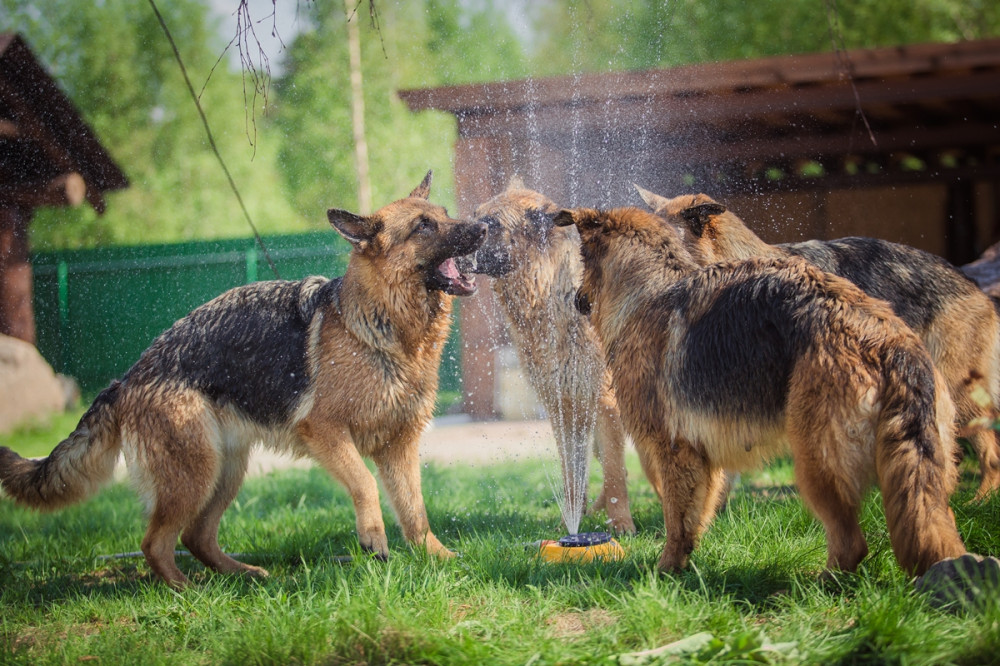 német juhászkutyák pancsolnak a kerti csapnál