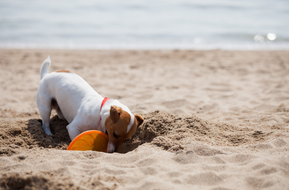 kis terrier jellegű kutya ás a tengerparti homokban