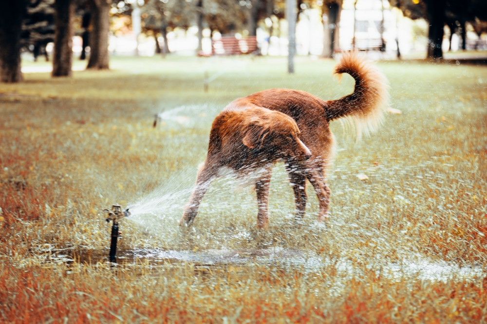 kutya a kerti locsolónál fürdik és iszik