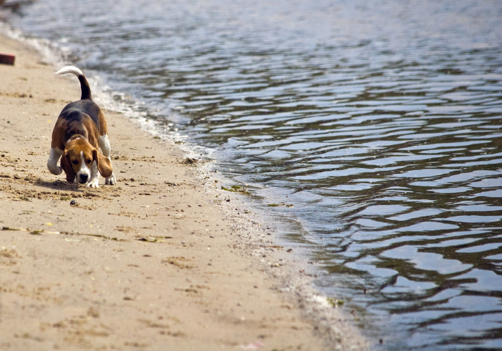 basset hound sétál a folyóparton