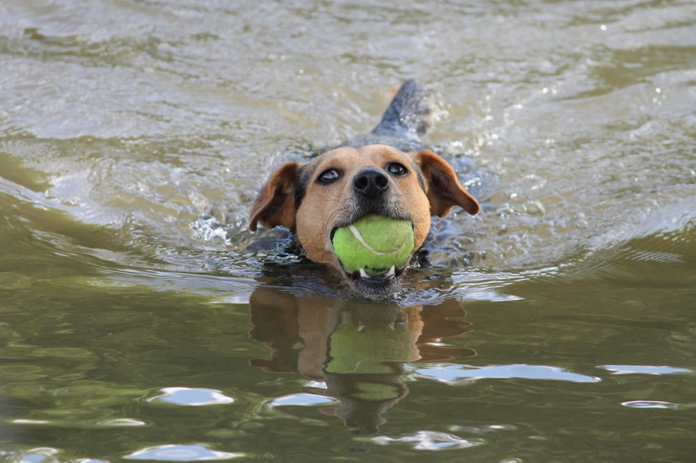 kutya labdával a szájában úszik
