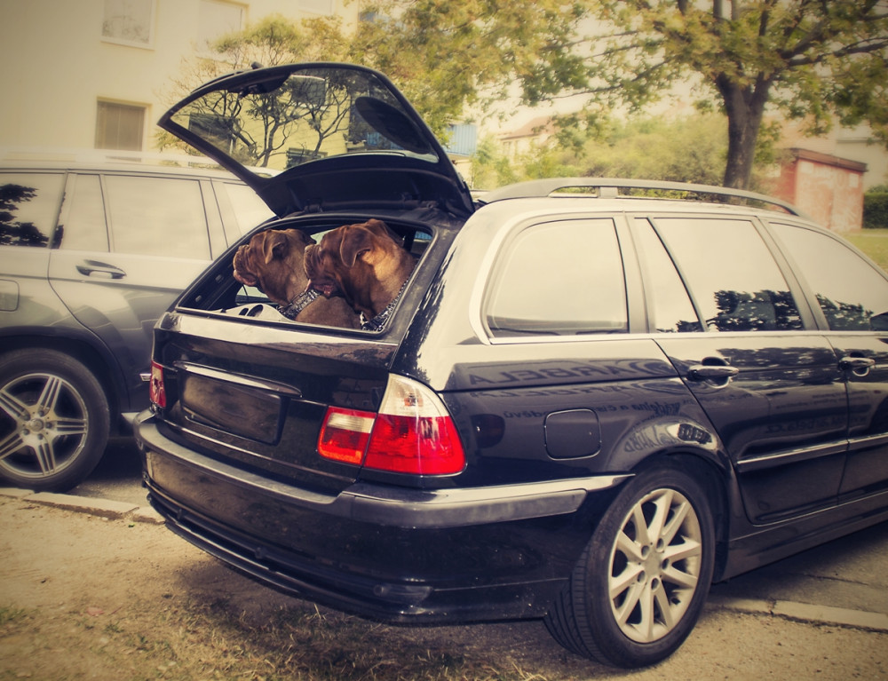 két kutya a kocsi csomagtartójában