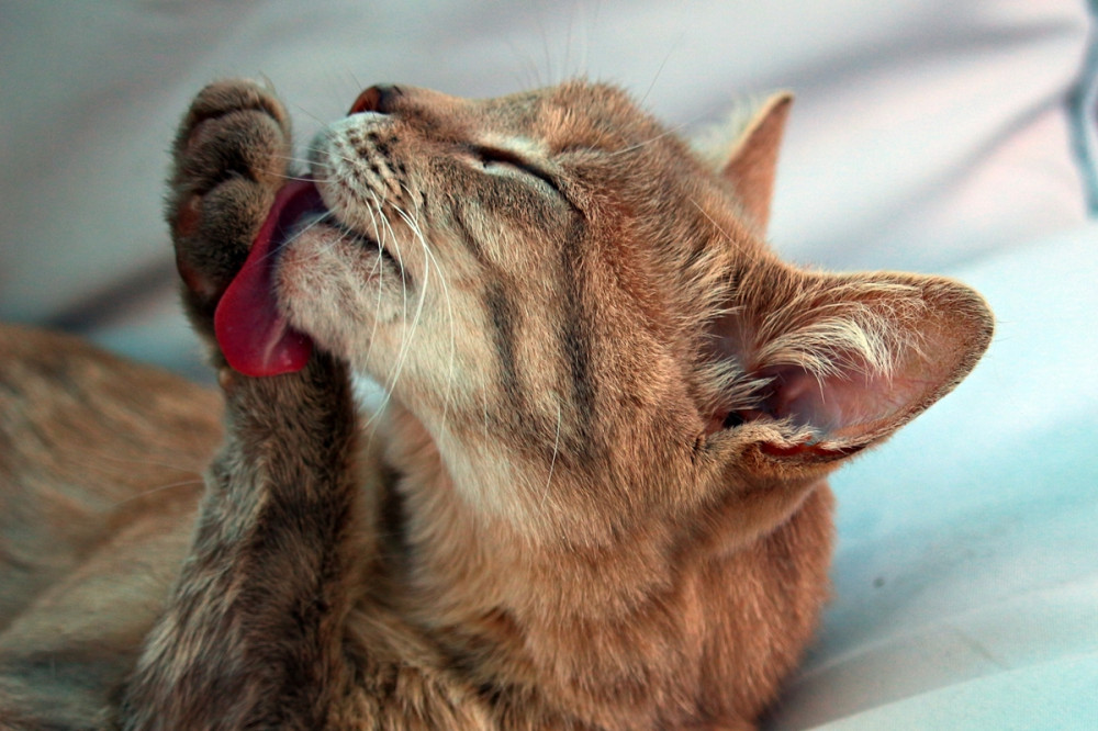 vörös cirmos macska mosakszik