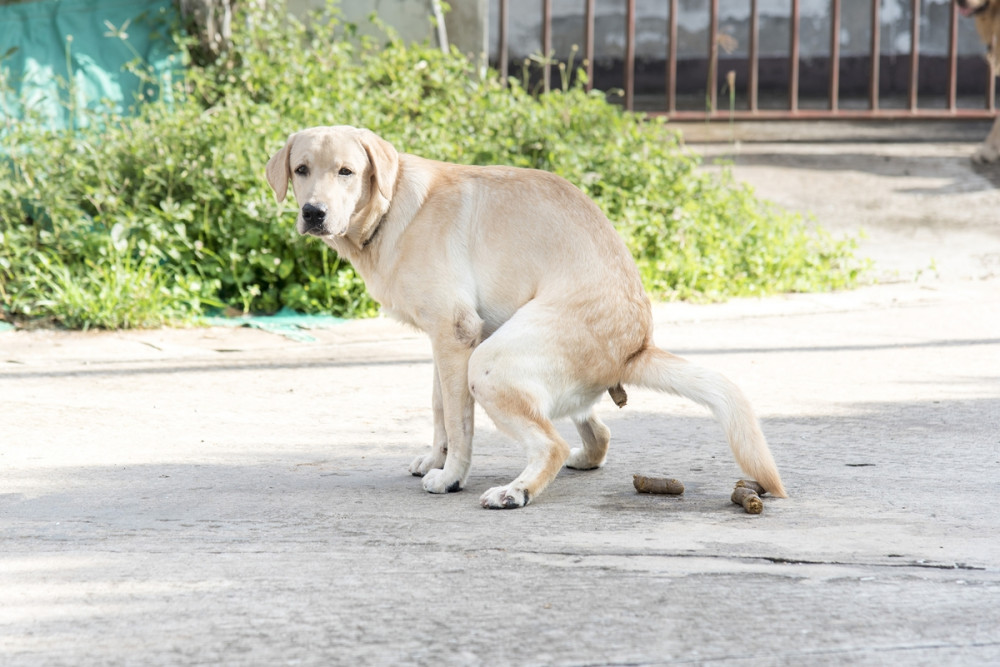 golden retriever kakil