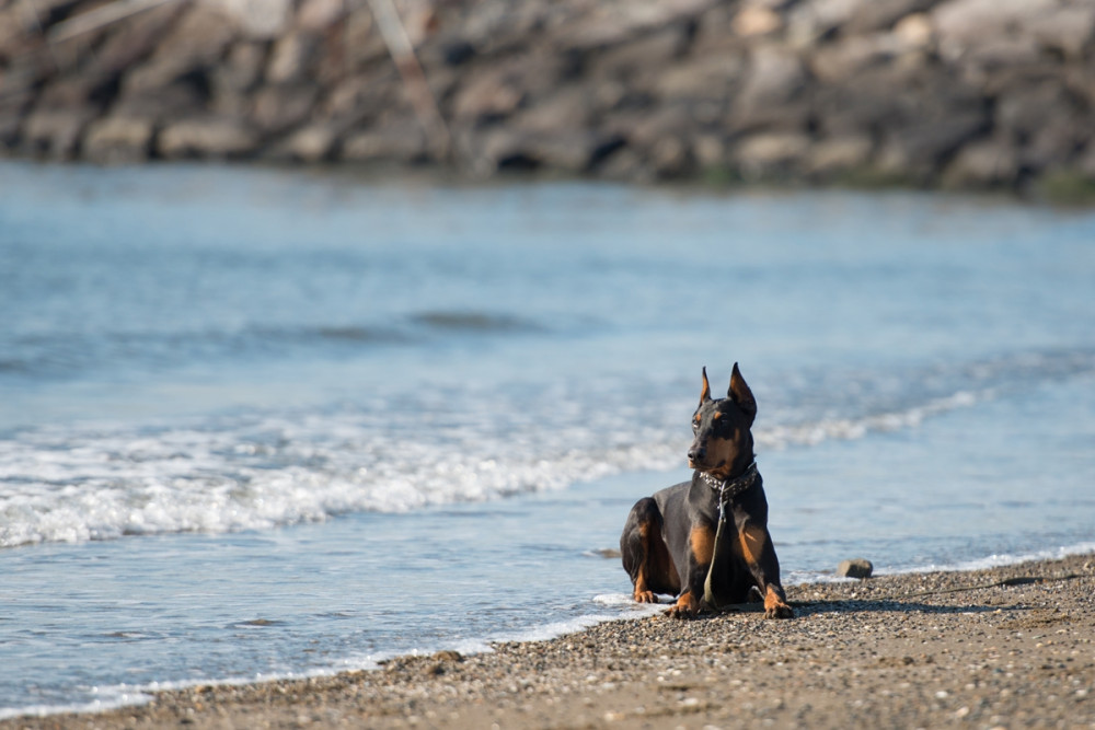 dobermann hever a vízparton