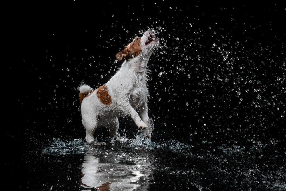 jack russel terrier ugrál a vízben