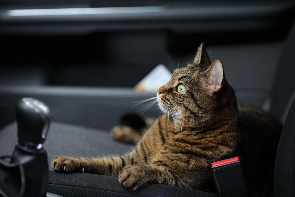 cica a kocsiban biztonsági övvel bekötve