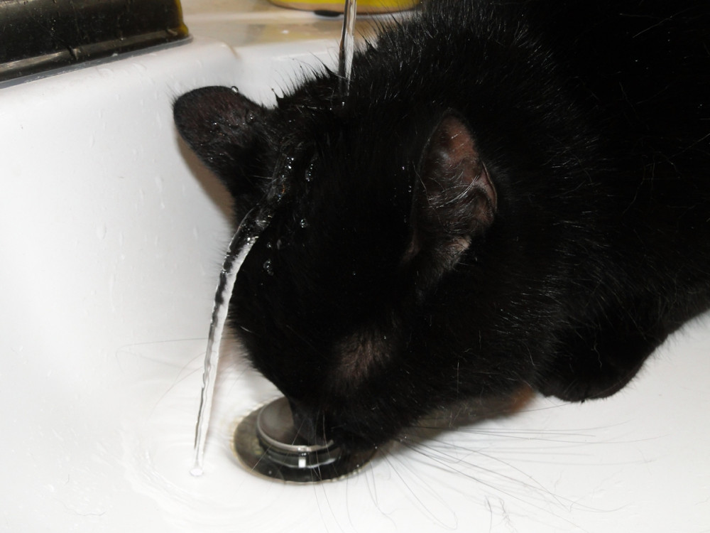 fekete cica a folyó vizet lefetyeli a mosdóban