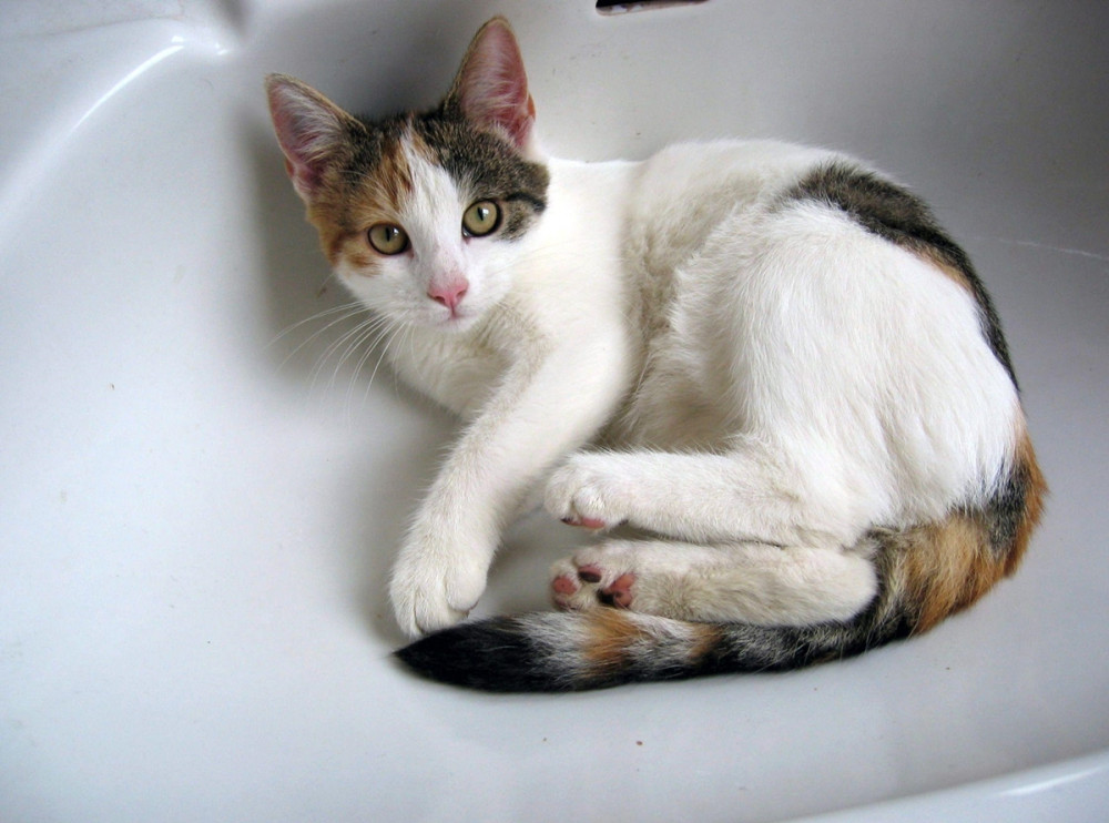 cica összegömbölyödve fekszik a mosdókagylóban