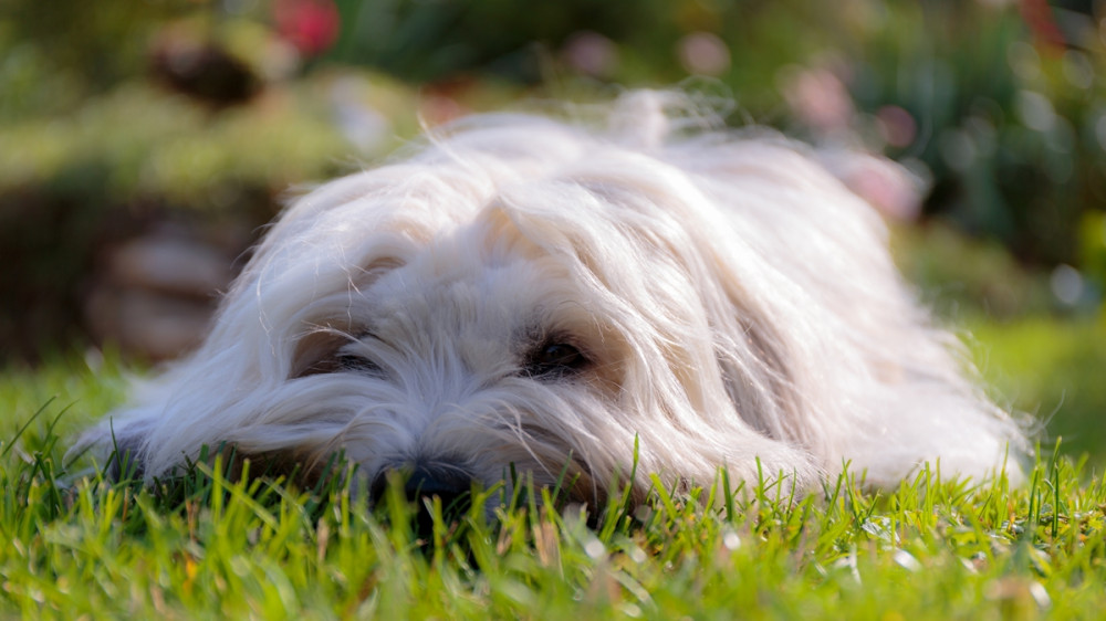 bichon jellegű kutya lapít a fűben