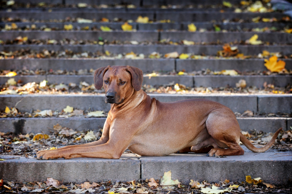 ridgeback fekszik a lépcsőn és figyel