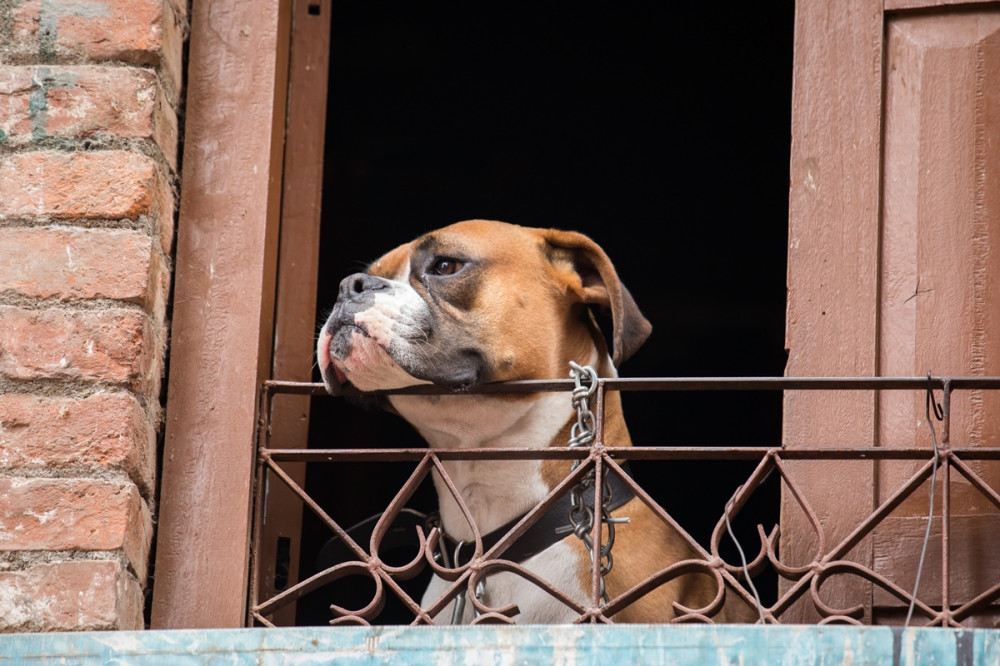boxer figyel az erkélyrácsra helyezett állal