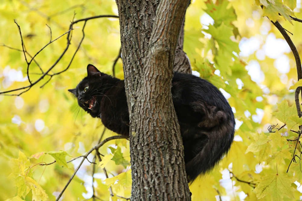 fekete macska a fán kapaszkodik