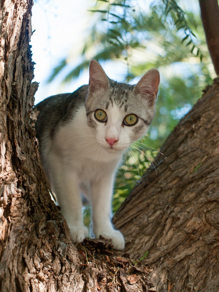 macska a fán nézelődik