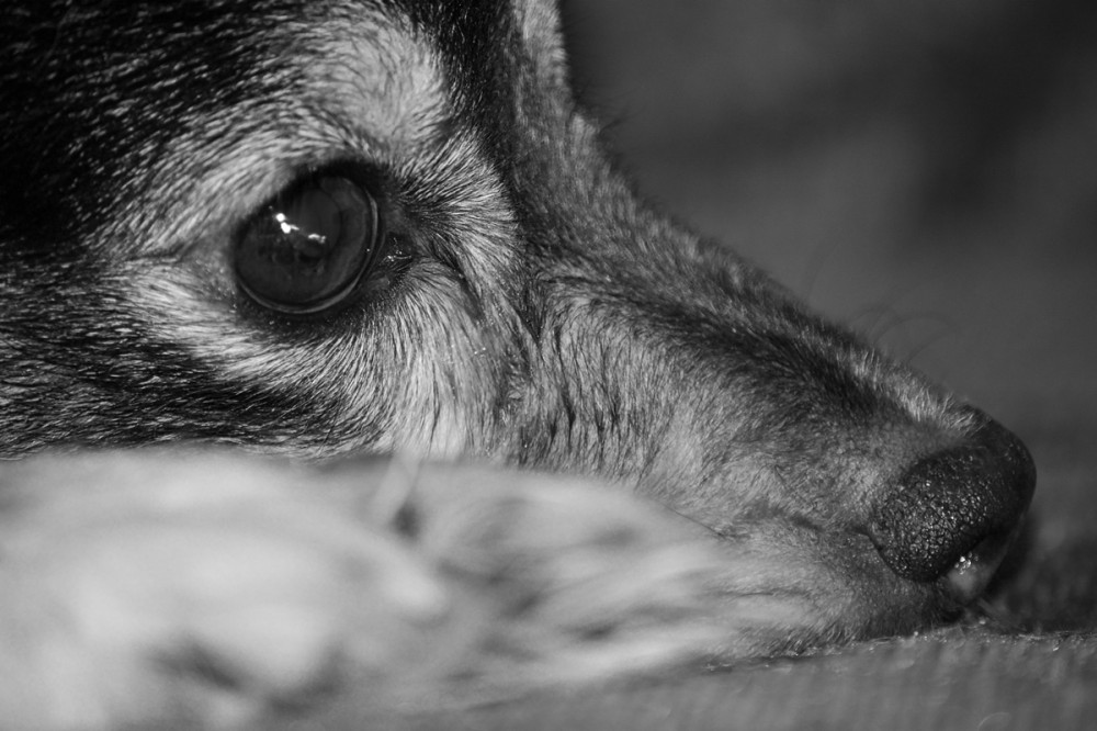 idős, szomorú szemű kutya portréja