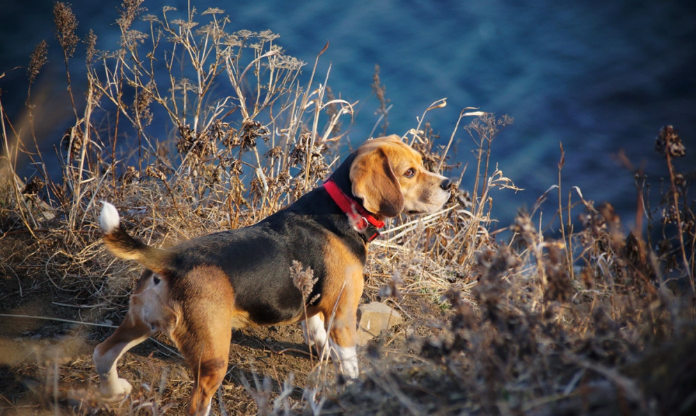 beagle vízparton áll, farkát nyugodtan tartva nézelődik
