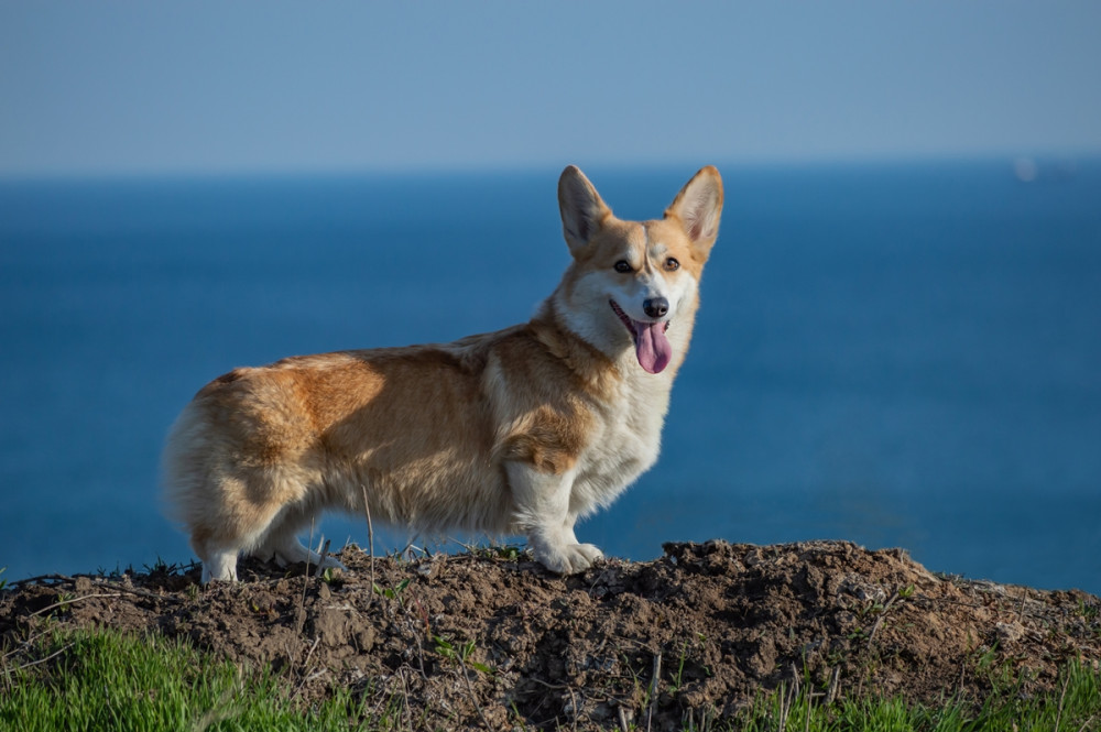 welsh corgie áll a vízpart melletti sziklán