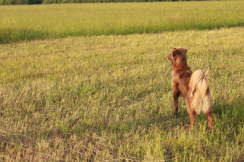 kutya áll a mezőn és ernyedt faroktartással nézelődik