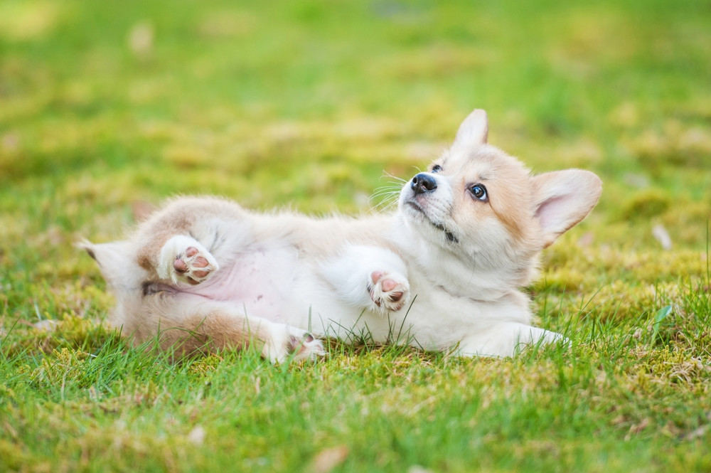 kölyök corgie a zöld fűben az oldalán fekszik