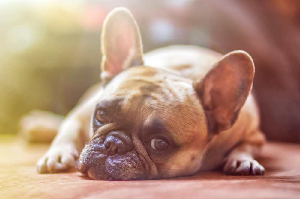 francia bulldog fekszik és ijedt szemekkel néz
