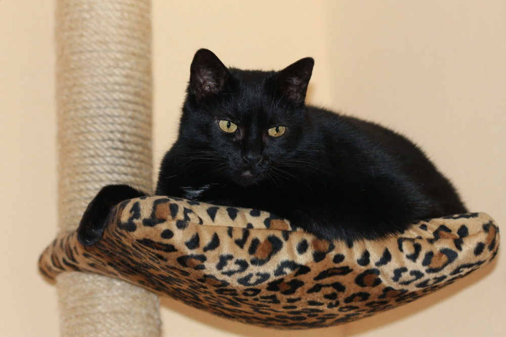 fekete macska a macskabútor pihenő részében fekszik