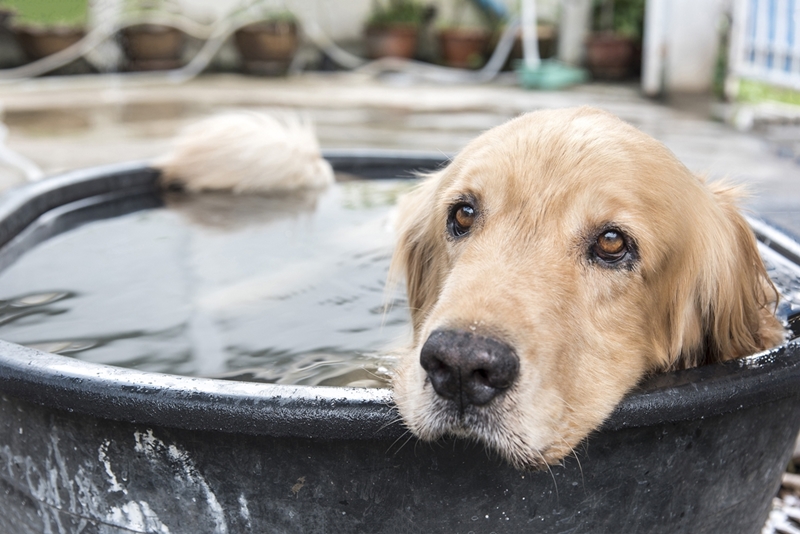 golden retriever nyakig egy lavór vízben hever