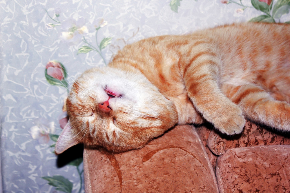 vörös cica mélyen alszik