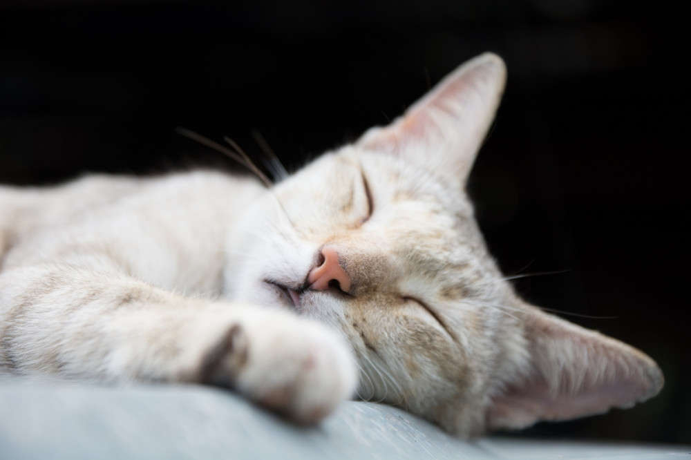 krémszínű cica mélyen alszik