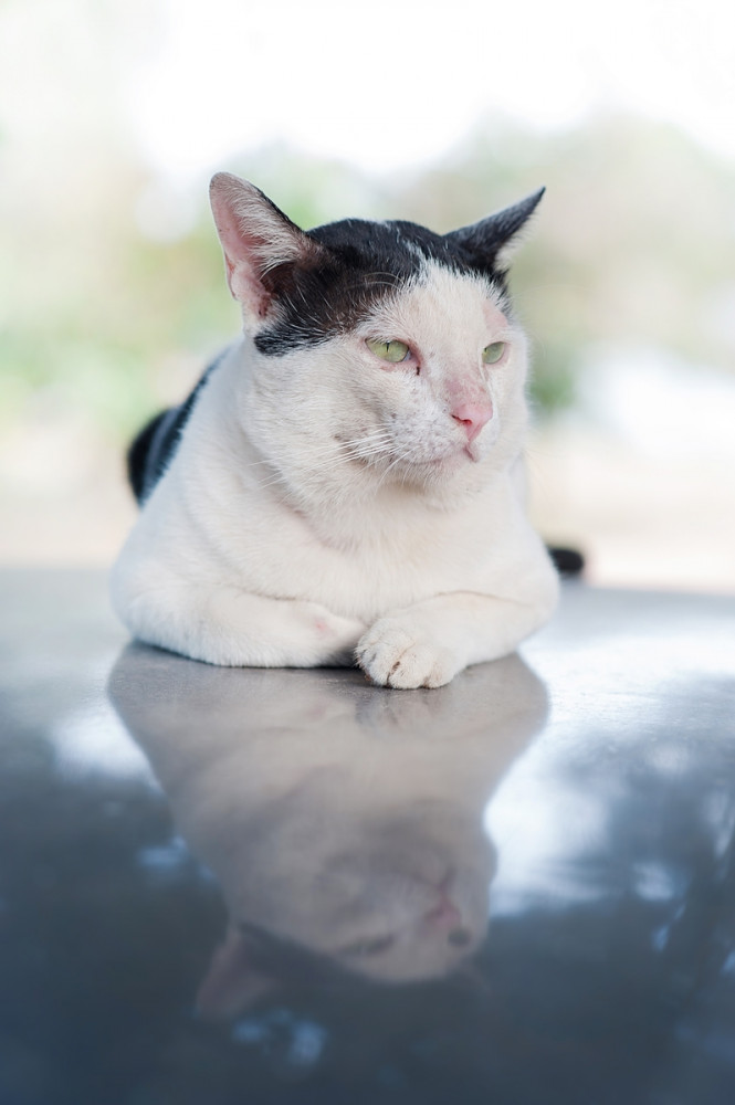 fehér-fekete cica fekszik és bámul