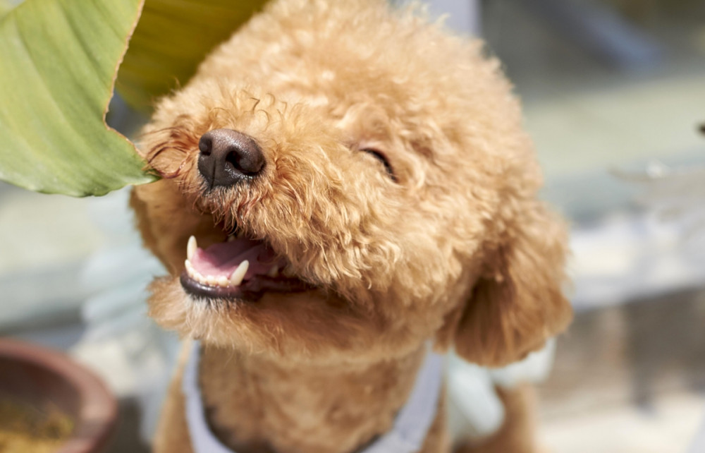 hunyorító szemmel, mosolygó arccal néző kutya