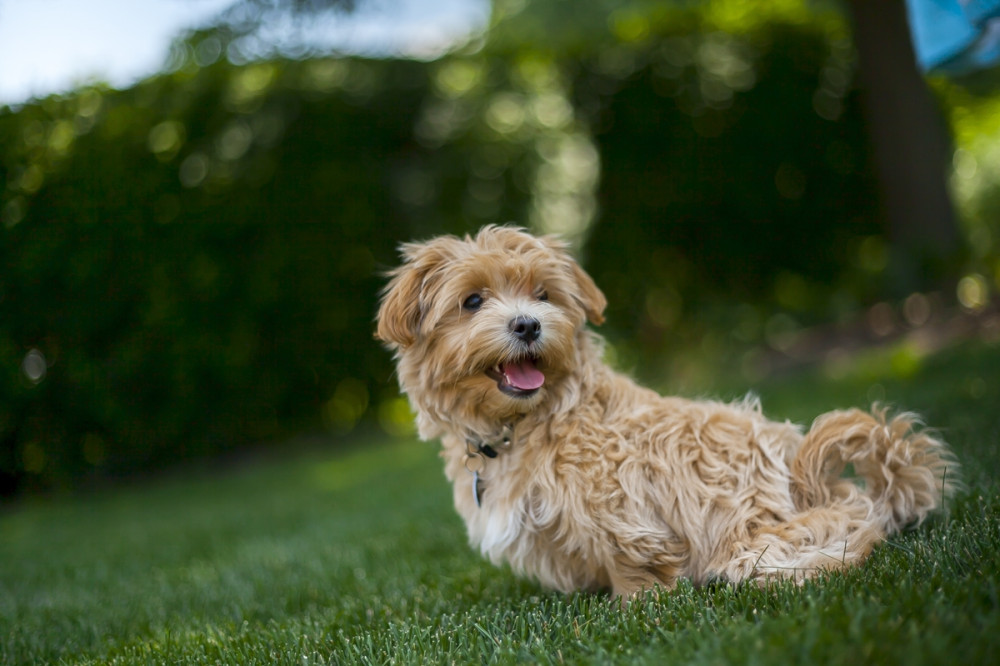 mosolygó arcot vágó bichon jellegű kutya üla fűben