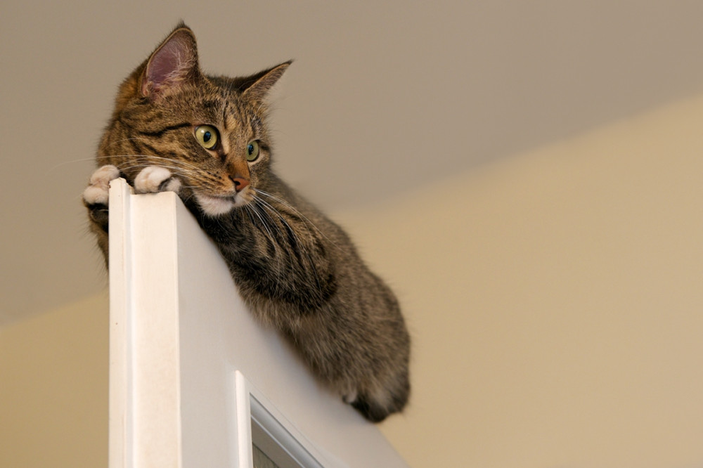 macska ajtó tetején fekszik és les