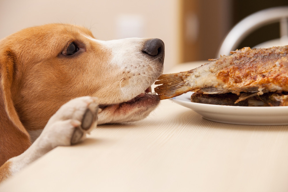 kutya húst próbál lopni az asztalon levő tányérról