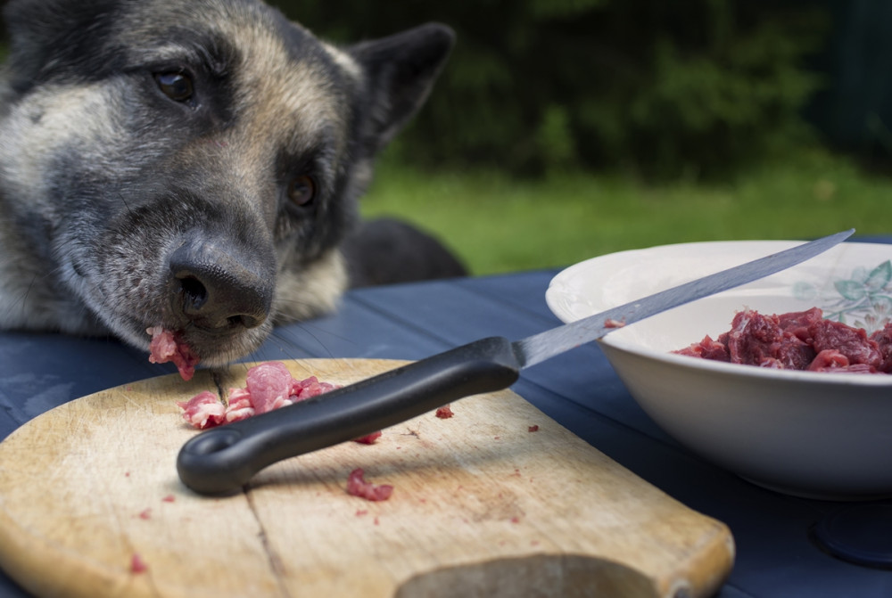 kutya húst lop az asztalon levő vágódeszkáról